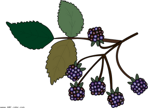 Wild Berries Clipart No Background - Bramble Clipart, HD Png Download PNG image with transparent background