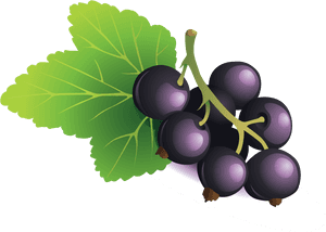 Seedless Fruit, HD Png Download PNG image with transparent background
