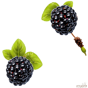 Blackberry Cluster PNG 05232024 PNG image with transparent background