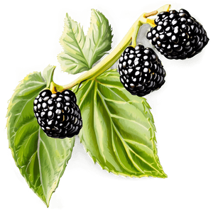 Blackberry Cluster PNG 28 PNG image with transparent background