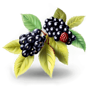Blackberry Cluster PNG kcu37 PNG image with transparent background