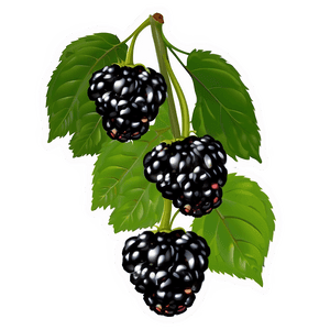 Blackberry on Vine PNG 05232024 PNG image with transparent background