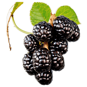 Blackberry on Vine PNG 26 PNG image with transparent background