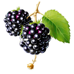 Blackberry on Vine PNG vox2 PNG image with transparent background