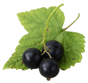 Blackcurrantson Leaf PNG with transparent background