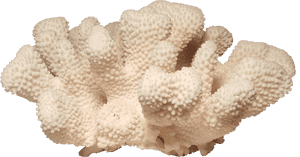 Cauliflower Specimen Chairish Graphic Black And White, HD Png Download PNG image with transparent background