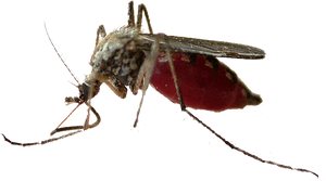 Mosquito Insect Pollinator Fly Membrane - Mosquito, HD Png Download PNG image with transparent background