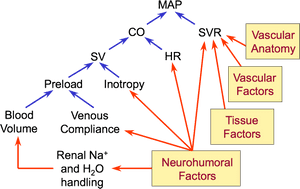 Blood_ Pressure_ Regulation_ Factors_ Diagram PNG