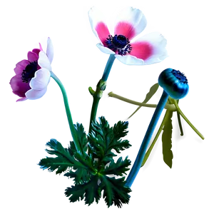 Blooming Anemone Png 28 PNG Image