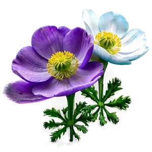 Blooming Anemone Png Hen PNG Image