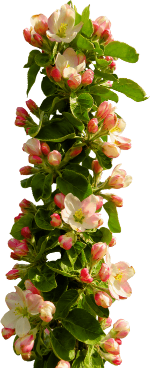 Blooming Apple Branch Springtime PNG image with transparent background