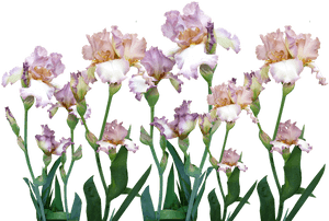 Iris, Garden, Flowers, Spring - Iris, HD Png Download PNG with transparent background