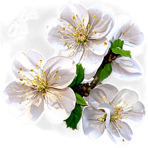 Blooming Blossom PNG 06252024 PNG with transparent background