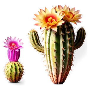 Blooming Cactus Flower Png 42 PNG Image