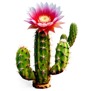 Blooming Cactus Flower Png Viu PNG Image