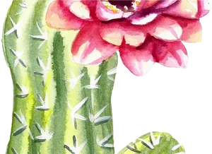 Blooming Cactus Watercolor Art PNG Image