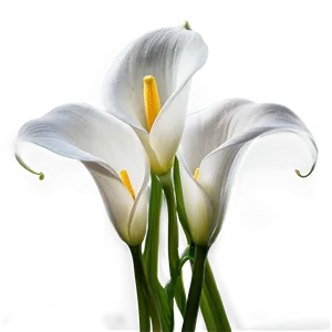 Blooming Calla Lily Png Ben12 PNG Image