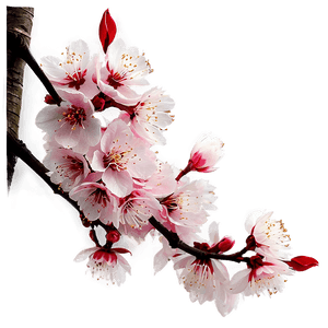 Blooming Cherry Blossom Landscape PNG 05032024 PNG image with transparent background