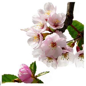 Blooming Cherry Blossoms PNG 05212024 PNG image with transparent background