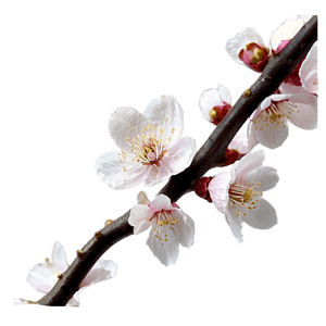 Blooming Cherry Blossoms PNG 05212024 PNG image with transparent background
