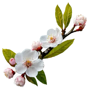 Blooming Cherry Blossoms Png Mcq30 PNG Image