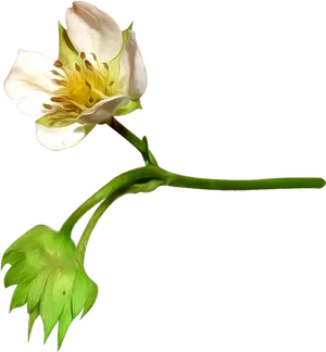 Blooming Cotton Flower PNG Image