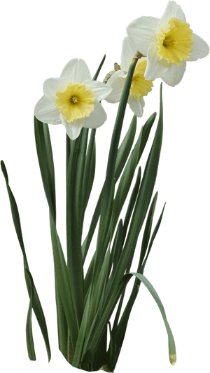 Daffodils - Transparent Background Daffodil Png, Png Download PNG image with transparent background