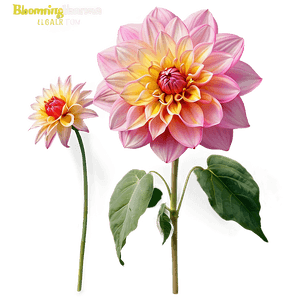 Blooming Dahlia Garden PNG 51 PNG image with transparent background