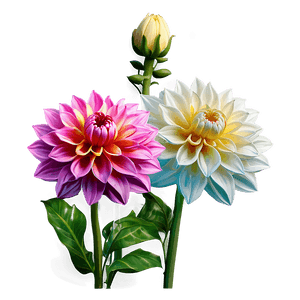 Blooming Dahlia Garden PNG fkx PNG image with transparent background