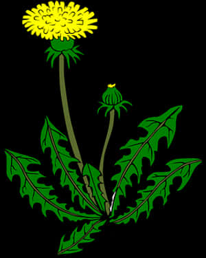 Blooming Dandelion Illustration PNG