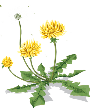 Dandelion Image Transparent Background, HD Png Download PNG