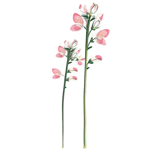 Blooming Flower Stem Png Fgb PNG Image