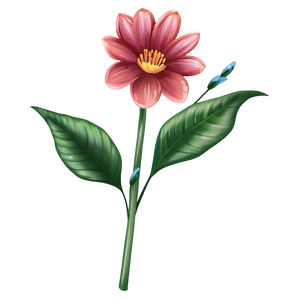 Blooming Flower Transparent PNG 79 PNG