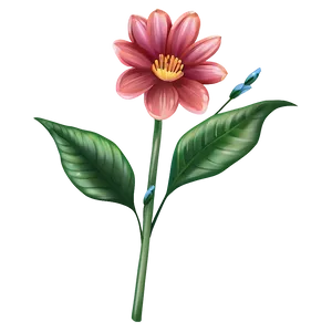 Blooming Flower Transparent Png 79 PNG Image