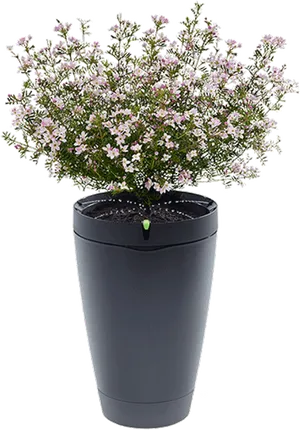 Blooming Flowersin Modern Pot.jpg PNG Image