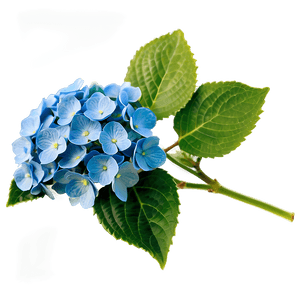 Blooming Hydrangea PNG kqv11 PNG image with transparent background