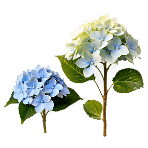 Blooming Hydrangea PNG oqq PNG image with transparent background