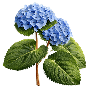 Blooming Hydrangea PNG vjt PNG image with transparent background