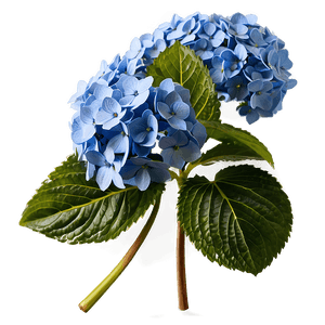 Blooming Hydrangea PNG wde PNG image with transparent background
