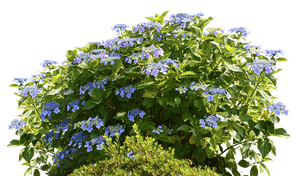 Morning Glory Family - Hydrangeas Png, Transparent Png PNG image with transparent background
