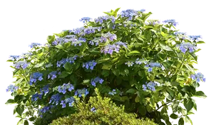 Blooming Hydrangea Shrub PNG Image