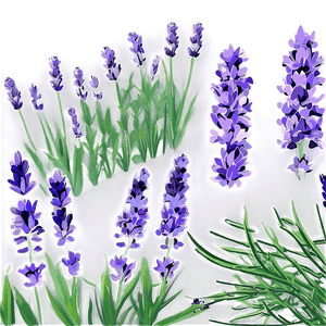 Blooming Lavender Field PNG 95 PNG image with transparent background