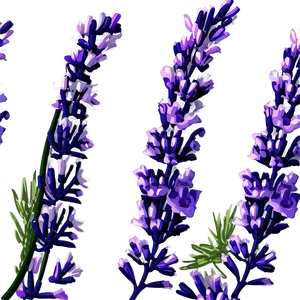 Blooming Lavender Png Ecb PNG Image