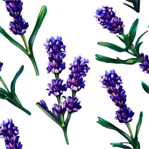 Blooming Lavender Png Uct11 PNG Image