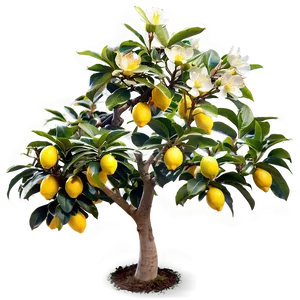 Blooming Lemon Tree Picture Png 06212024 PNG Image