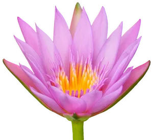 Blooming Lotus Flower.png PNG Image