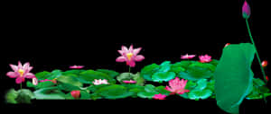 Nelumbo Nucifera Download Transprent - Lotus Pond Png, Transparent Png PNG image with transparent background