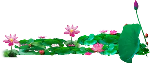 Blooming Lotus Flowers Panorama PNG Image