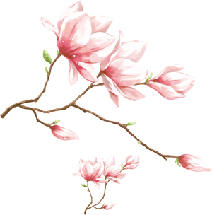 Transparent Magnolia Png - Pink Magnolia Flower Png, Png Download PNG image with transparent background