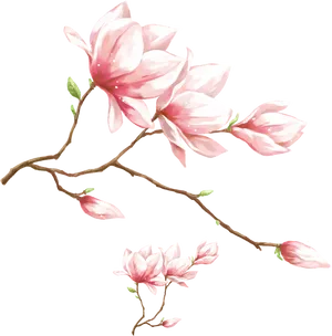 Blooming Magnolia Branch.png PNG Image